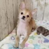 チワワ(ロング)