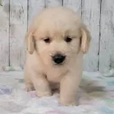 ゴールデンレトリバー【三重県・女の子・2025年9月7日・ゴールド】の写真1