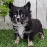 チワワ(ロング)