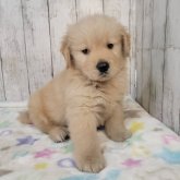 ゴールデンレトリバー