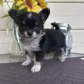 チワワ(ロング)