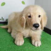 ゴールデンレトリバー