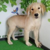 ゴールデンレトリバー