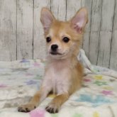 チワワ(ロング)