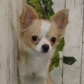 チワワ(ロング)