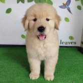 ゴールデンレトリバー