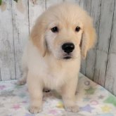 ゴールデンレトリバー