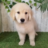 ゴールデンレトリバー