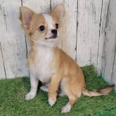 チワワ(ロング)