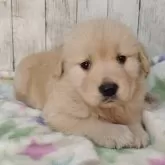 ゴールデンレトリバー【三重県・女の子・2025年11月3日・ゴールド】の写真1