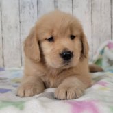 ゴールデンレトリバー