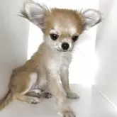 チワワ(ロング)