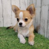 チワワ(ロング)