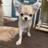 チワワ(ロング)