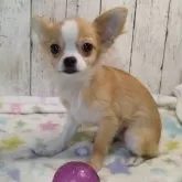 チワワ(ロング)
