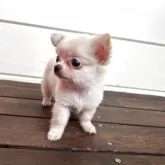 チワワ(ロング)【三重県・女の子・2025年5月1日・ホワイト】の写真2「かわいくポーズしてくれました♡」