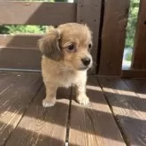 チワックス(チワワ×ダックスフンド)【三重県・男の子・2025年7月12日・レッド】の写真2「初めての撮影です」