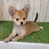 チワワ(ロング)【三重県・女の子・2025年7月28日・レッド】の写真2