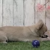 チワワ(ロング)【三重県・男の子・2024年12月2日・フォーン】の写真2