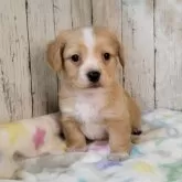 チワックス(チワワ×ダックスフンド)【三重県・男の子・2025年10月5日・オレンジ&ホワイト】の写真3「尻尾の先と四本の足先が白く可愛いです」