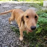 ゴールデンレトリバー【三重県・女の子・2025年6月12日・ゴールド】の写真3