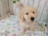 ゴールデンレトリバー【三重県・女の子・2025年9月7日・ゴールド】の写真5