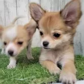 チワワ(ロング)【三重県・女の子・2025年7月28日・レッド】の写真4