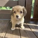 チワックス(チワワ×ダックスフンド)【三重県・男の子・2025年7月12日・レッド】の写真8