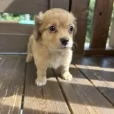 チワックス(チワワ×ダックスフンド)【三重県・男の子・2025年7月12日・レッド】の写真9