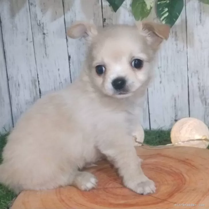 ID:2401-03547の子犬