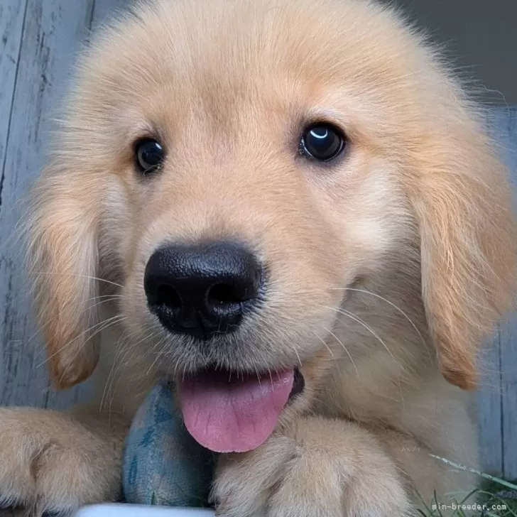 ID:2408-06122の子犬
