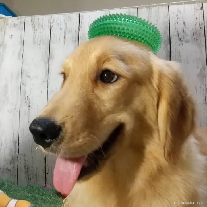 ID：2404-05839の子犬
