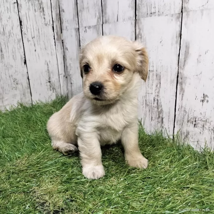 ID:2403-01244の子犬