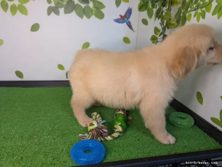 【いきむ犬】希少ゴールド いきむ犬】希少ゴールド