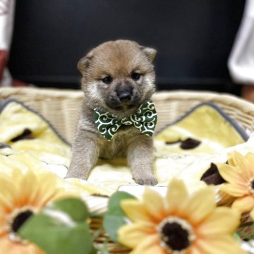 柴犬(豆柴)【兵庫県・男の子・2025年8月18日・赤】の写真「タヌキ顔の可愛い男の子♡」