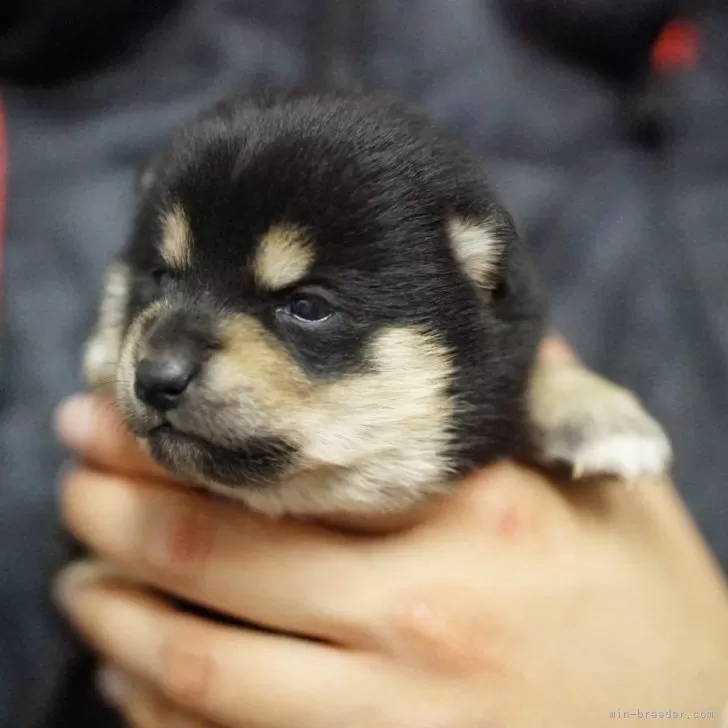 ID：2403-02573の子犬