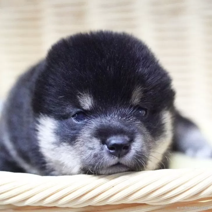 ID：2407-05758の子犬
