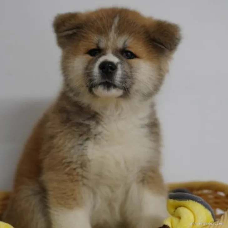 あきちゃん 様のお迎えした子犬