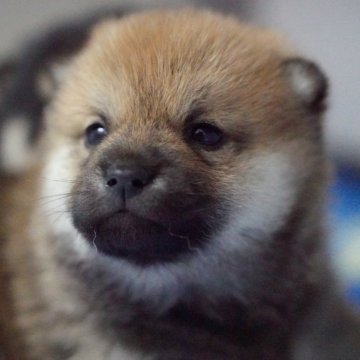 柴犬(豆柴)【兵庫県・男の子・2023年12月17日・赤】の写真「とってもお顔の可愛い子です♪」