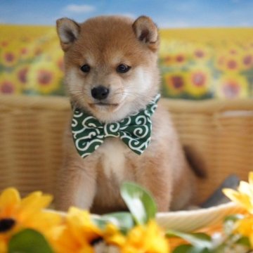 柴犬(豆柴)【兵庫県・男の子・2024年7月10日・赤】の写真「極小サイズの毛色の綺麗な赤毛の男の子」