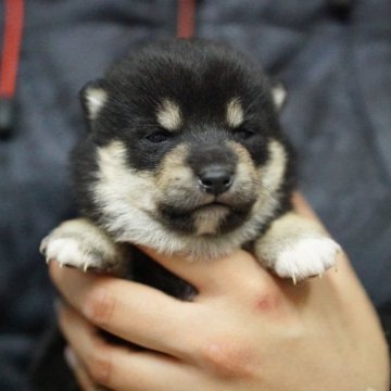 柴犬(豆柴)【兵庫県・男の子・2024年2月22日・黒】の写真「カラーが抜群に綺麗な子です」