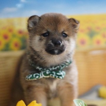 柴犬(豆柴)【兵庫県・男の子・2024年7月10日・赤】の写真「胡麻毛みたいな毛色の小さな男の子♪8/31に終了」