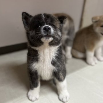 秋田犬【兵庫県・男の子・2023年7月26日・虎毛】の写真「可愛い虎毛の男の子」
