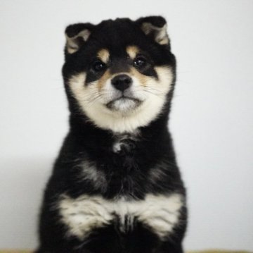 柴犬(豆柴)【兵庫県・女の子・2023年12月17日・黒】の写真「カラーが抜群に綺麗な子です」