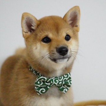 柴犬(豆柴)【兵庫県・男の子・2024年7月10日・赤】の写真「極小サイズの可愛い男の子です♡」