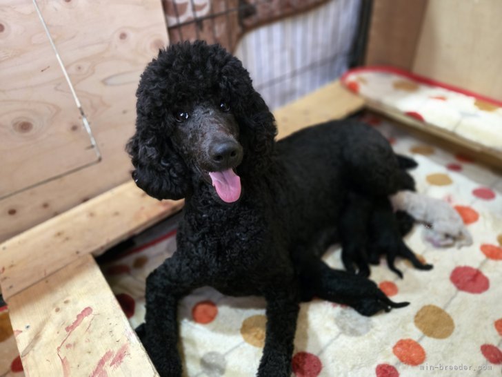 池田絵里香ブリーダーのブログ：マリモBaby産まれました✨