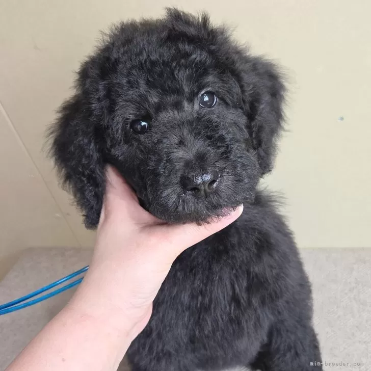 ID:2503-01428の子犬