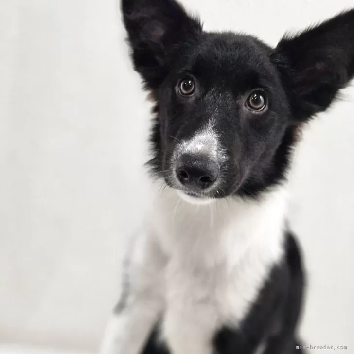 ID：2504-00938の子犬