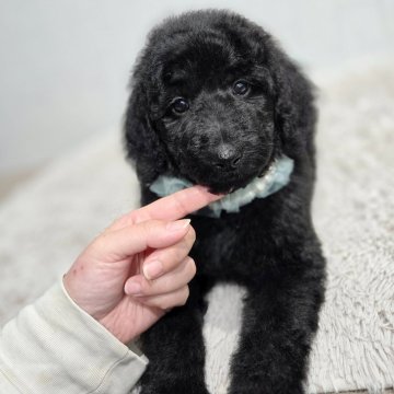 スタンダードプードル【石川県・男の子・2025年11月10日・ブラック】の写真「第3子男の子🩵」