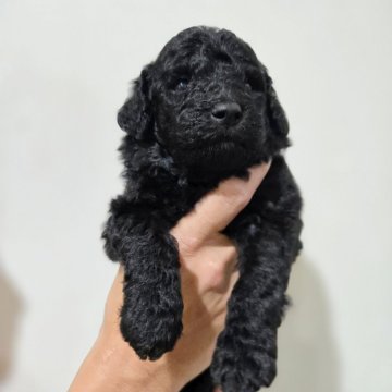 スタンダードプードル【石川県・女の子・2025年11月10日・ブラック】の写真「第5子女の子🩷」